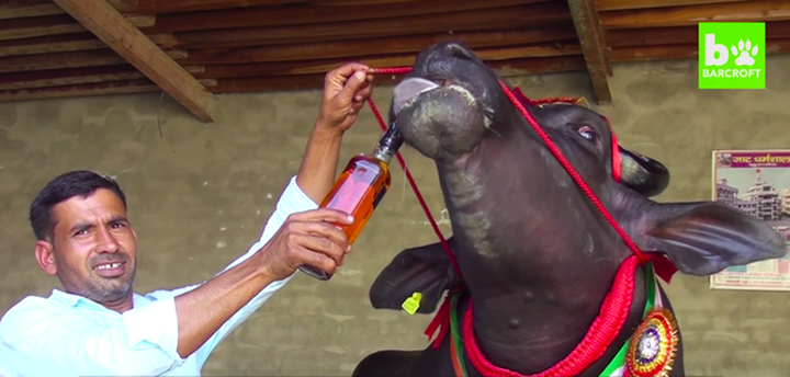 Chú bò “sang chảnh” thích uống whisky, được định giá đắt nhất thế giới - 4