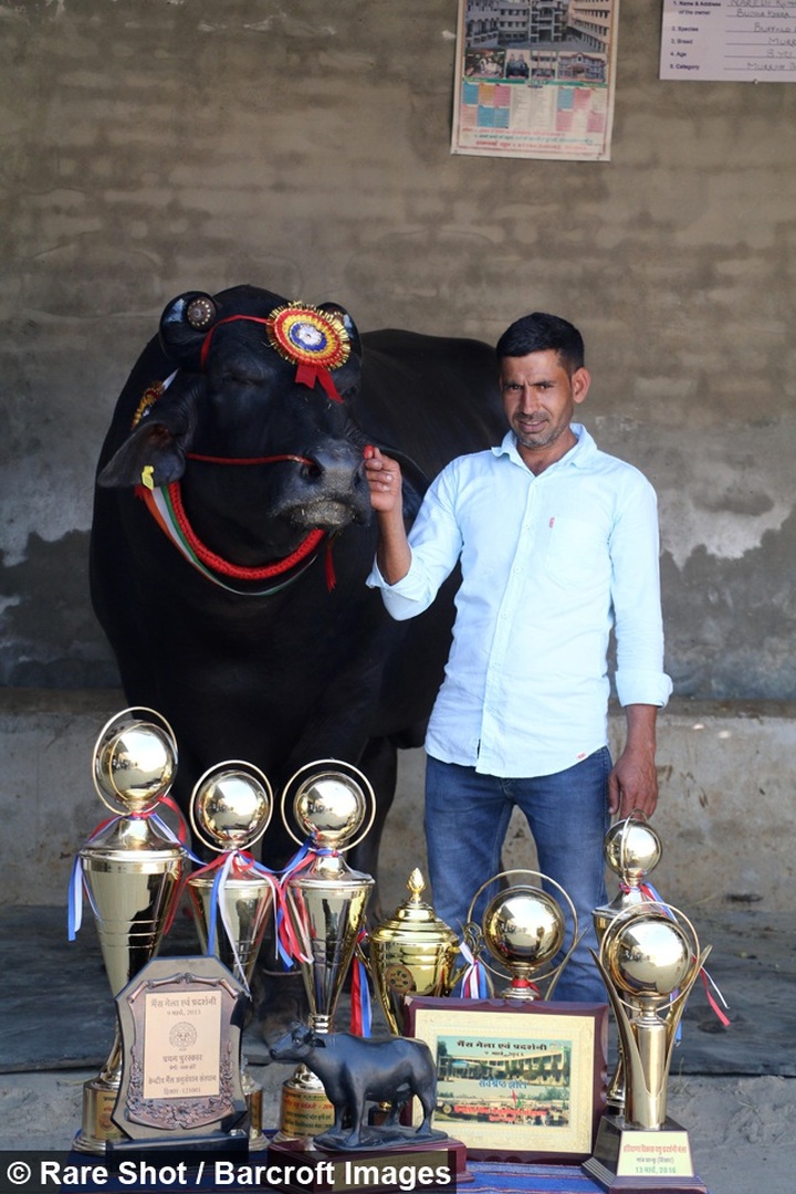 Chú bò “sang chảnh” thích uống whisky, được định giá đắt nhất thế giới - 5