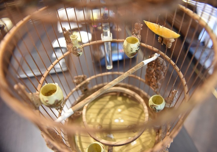 Chú chim 10 màu độc nhất Việt Nam, trả nửa tỷ đồng một con cũng không bán - 7