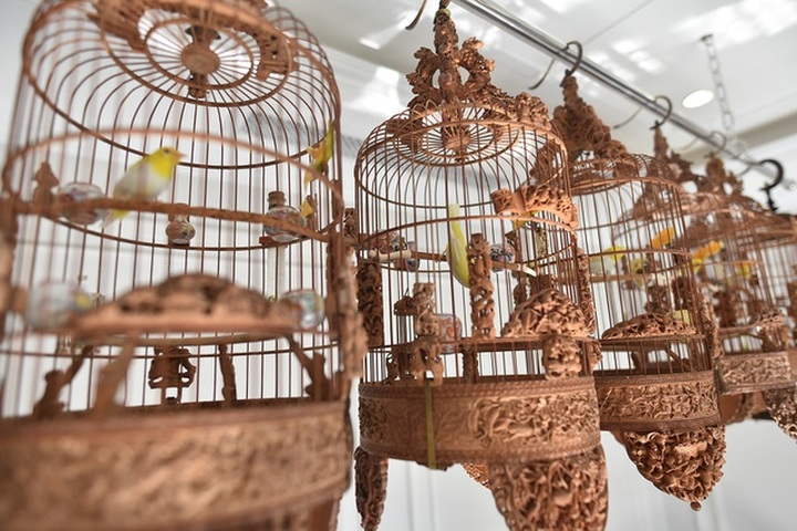 Chú chim 10 màu độc nhất Việt Nam, trả nửa tỷ đồng một con cũng không bán - 8