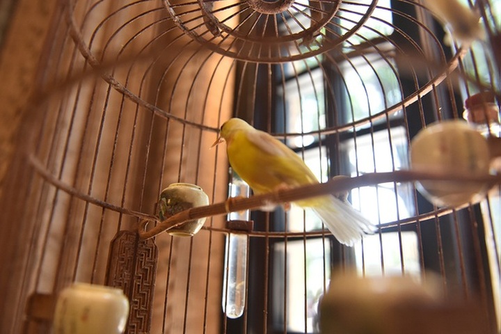 Chú chim 10 màu độc nhất Việt Nam, trả nửa tỷ đồng một con cũng không bán - 10