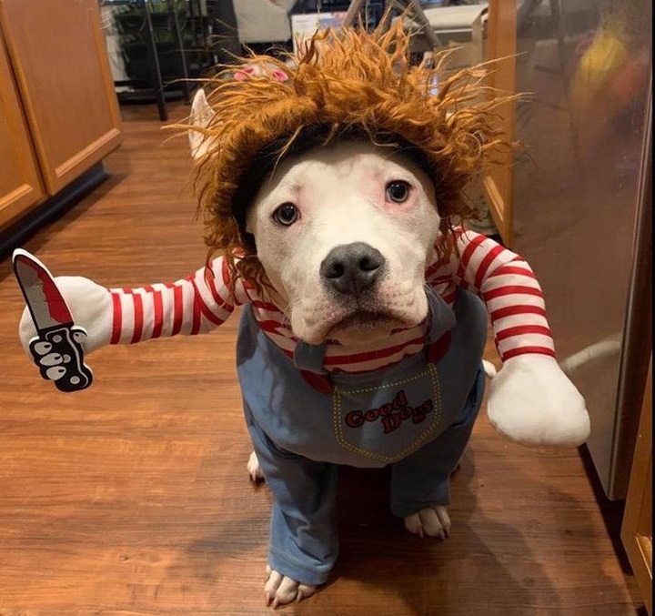 Chủ nhân rút hầu bao, chi đậm sắm đồ Halloween cho thú cưng - 1