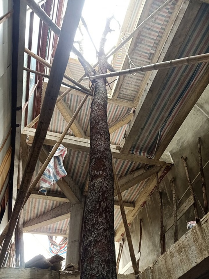 Chuỗi ngày không ngủ của ông chủ ngôi nhà gỗ 30 tỷ vừa tậu cặp cây khủng - 13