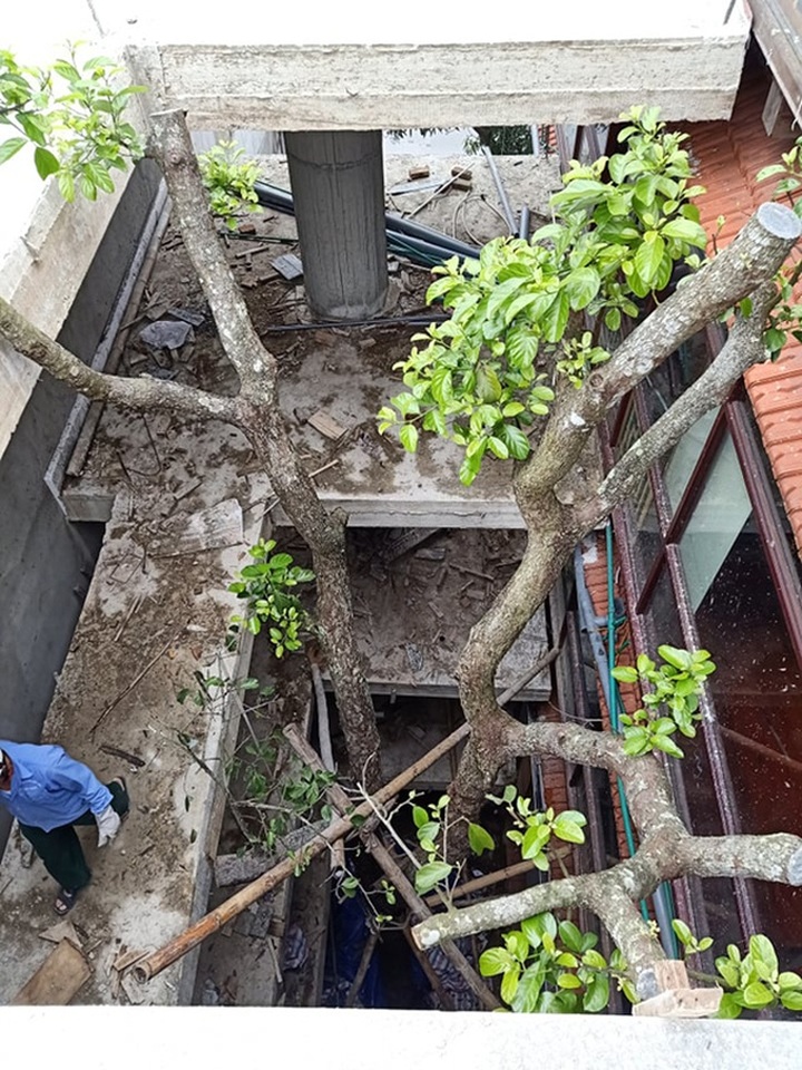 Chuỗi ngày không ngủ của ông chủ ngôi nhà gỗ 30 tỷ vừa tậu cặp cây khủng - 15