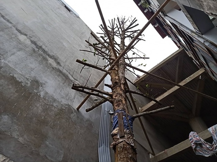 Chuỗi ngày không ngủ của ông chủ ngôi nhà gỗ 30 tỷ vừa tậu cặp cây khủng - 16