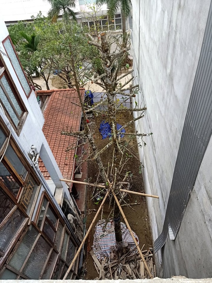 Chuỗi ngày không ngủ của ông chủ ngôi nhà gỗ 30 tỷ vừa tậu cặp cây khủng - 4