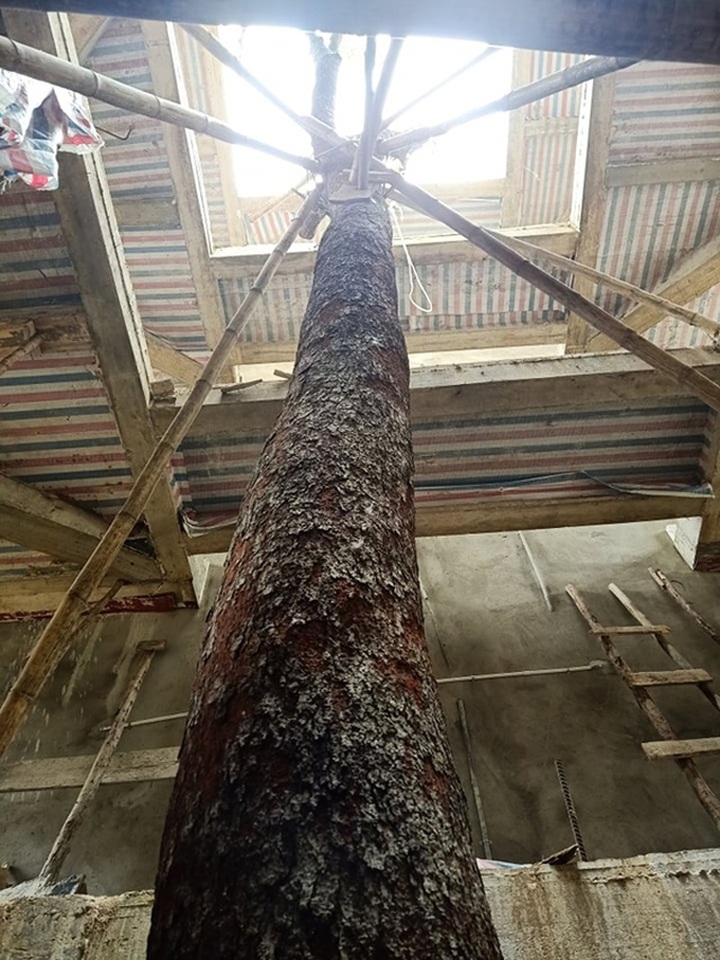 Chuỗi ngày không ngủ của ông chủ ngôi nhà gỗ 30 tỷ vừa tậu cặp cây khủng - 5