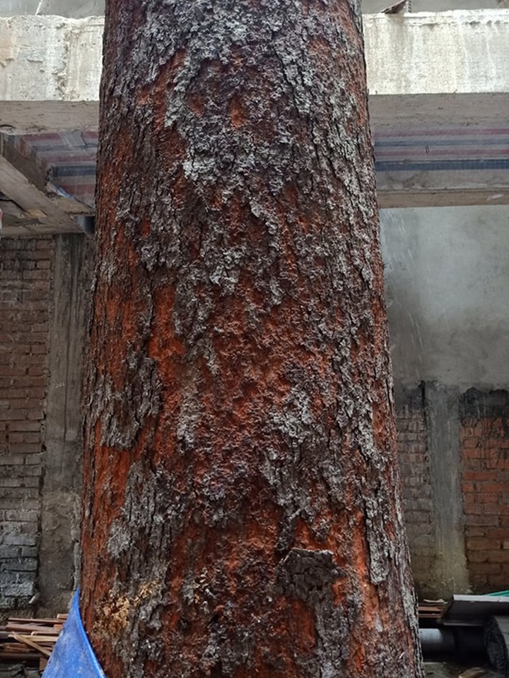 Chuỗi ngày không ngủ của ông chủ ngôi nhà gỗ 30 tỷ vừa tậu cặp cây khủng - 7