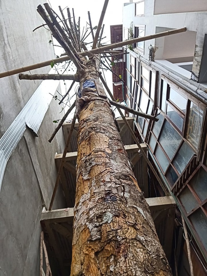 Chuỗi ngày không ngủ của ông chủ ngôi nhà gỗ 30 tỷ vừa tậu cặp cây khủng - 8