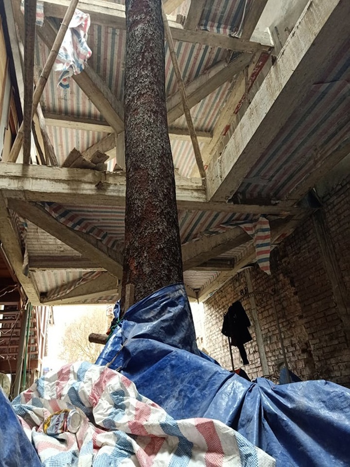 Chuỗi ngày không ngủ của ông chủ ngôi nhà gỗ 30 tỷ vừa tậu cặp cây khủng - 10