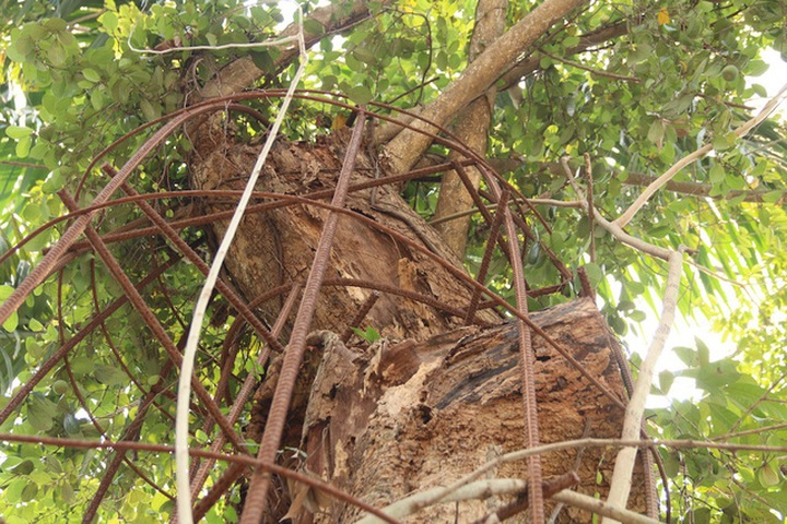 Do mức độ đắt đỏ của cây nên để tránh mất trộm ở nhiều nơi, người dân phải quấn dây thép bảo vệ cây. Ảnh: Trọng Trinh