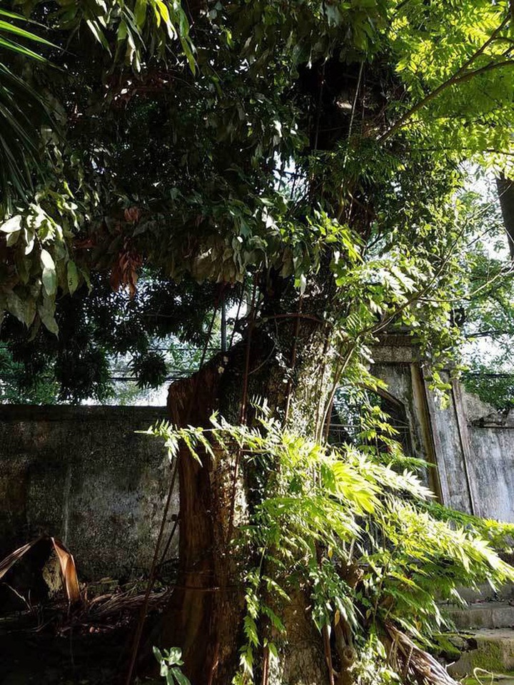 Cây sưa này từng được định giá lên tới 100 tỷ đồng