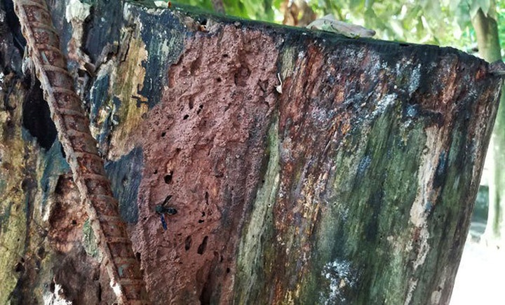 Phần gốc cây xuất hiện nhiều vết nứt, mối mọt.