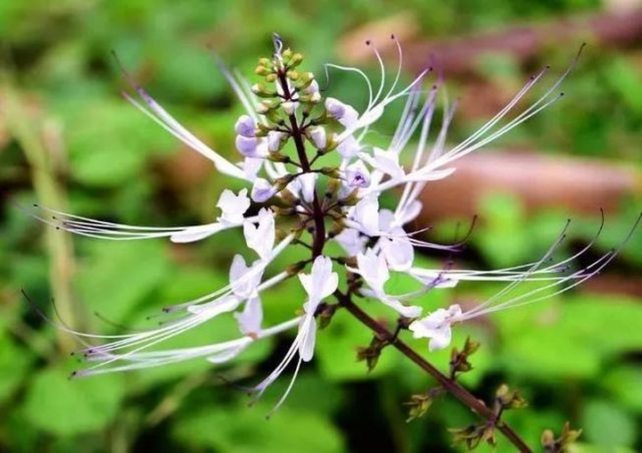 Cỏ thảo dược rẻ bèo ở Việt Nam, Trung Quốc bán tới hơn 1 triệu đồng/kg - 1