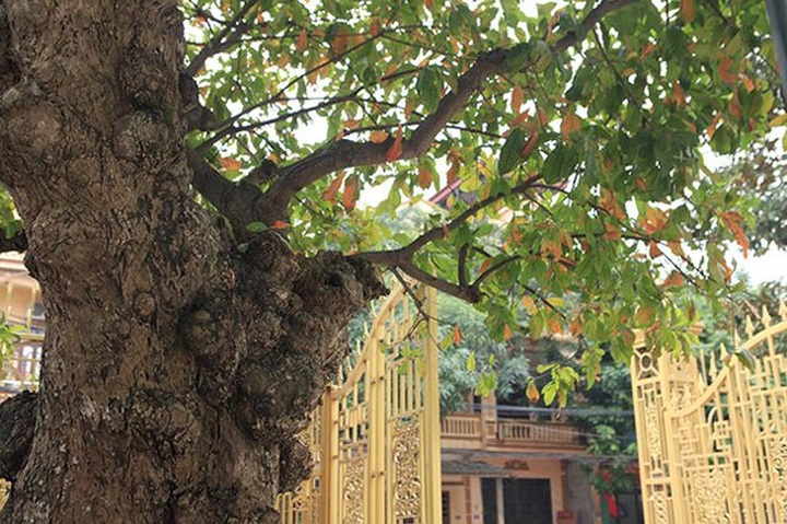 “Cụ” lộc vừng “tích tụ phát lộc” trả 8 tỷ đồng không bán - 4