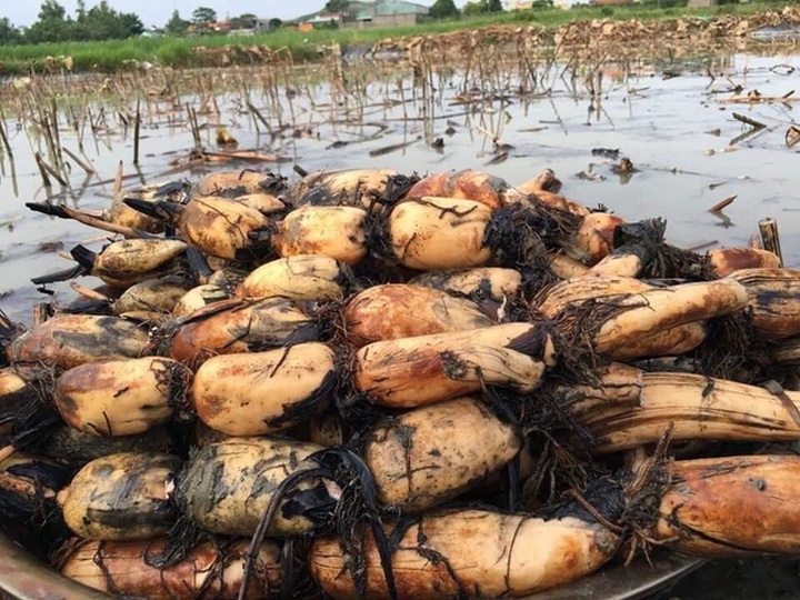 Củ sen tươi 7,9 lỗ, vì sao giá cao ngất, dân sành vẫn mua cả tạ về ăn? - 1