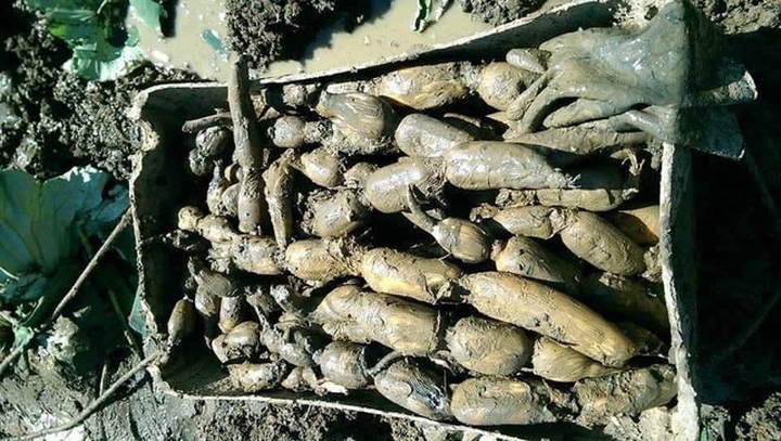 Củ sen tươi 7,9 lỗ, vì sao giá cao ngất, dân sành vẫn mua cả tạ về ăn? - 3