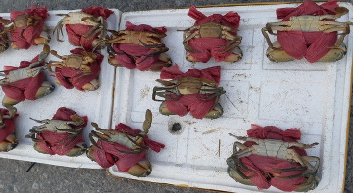 Nhìn bằng mắt thường, nhiều người cho rằng, yếm kia có dấu hiệu đổi mầu, không phải loại cua khỏe mạnh thường thấy.