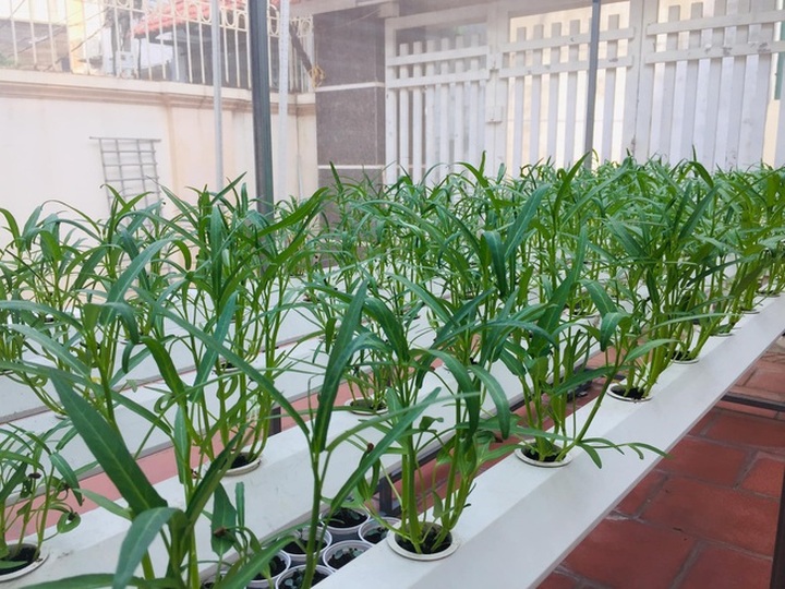 Cửa hàng bán hạt giống rau ăn nên làm ra, phát tài trong mùa dịch - 1