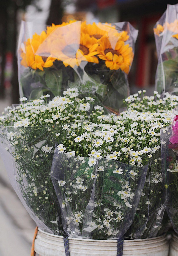 Những bông cúc họa mi đầu mùa thường có cảnh nhỏ, tròn và thưa hơn so với cúc họa mi ở chính vụ.