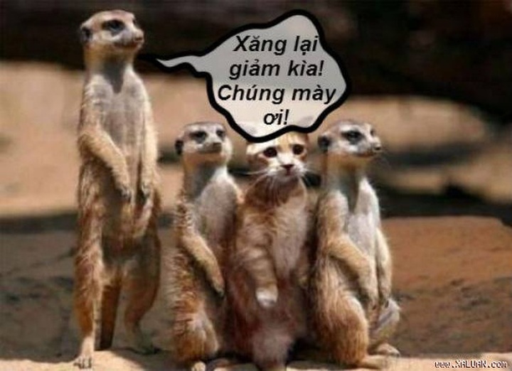 Cười bò với chùm ảnh chế của dân mạng khi nghe tin giá xăng giảm sốc - 2