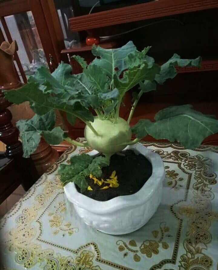 Cười bò với siêu phẩm hoa, cây cảnh Tết có một không hai thời Covid-19 - 5