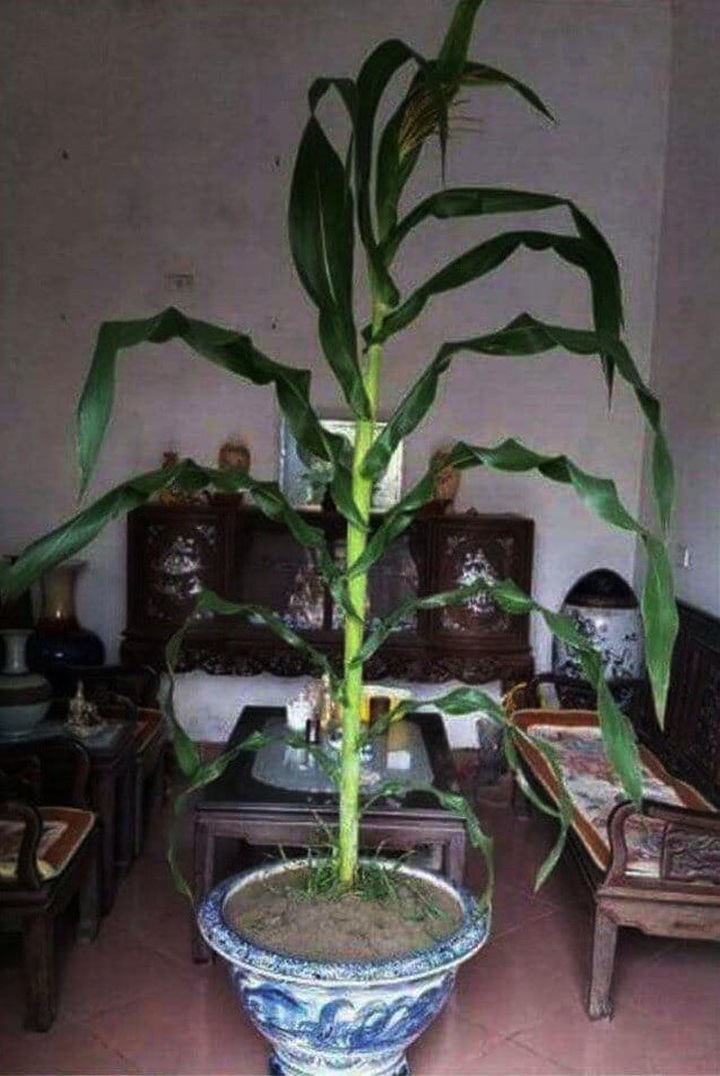 Cười bò với siêu phẩm hoa, cây cảnh Tết có một không hai thời Covid-19 - 7