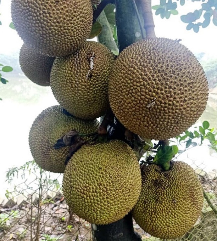 Cuối tuần tìm mua mít quê, bà chị công sở kiếm tiền triệu mỗi chuyến - 1