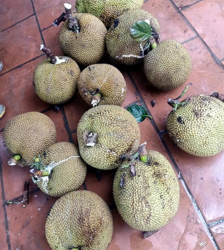 Cuối tuần tìm mua mít quê, bà chị công sở kiếm tiền triệu mỗi chuyến - 4