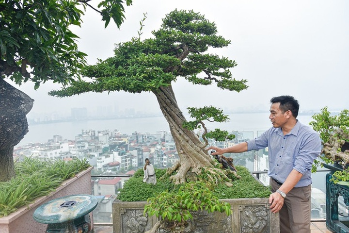 Đã mắt với cây mai chiếu thủy thân vặn xoắn ốc trị giá hàng tỷ đồng - 1