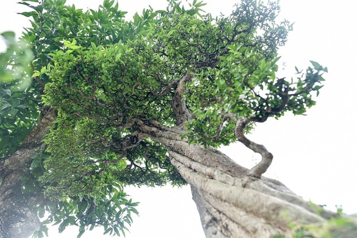 Đã mắt với cây mai chiếu thủy thân vặn xoắn ốc trị giá hàng tỷ đồng - 3