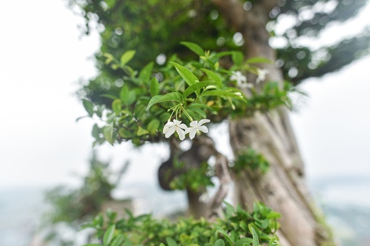 Đã mắt với cây mai chiếu thủy thân vặn xoắn ốc trị giá hàng tỷ đồng - 5