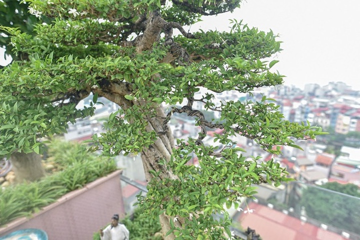 Đã mắt với cây mai chiếu thủy thân vặn xoắn ốc trị giá hàng tỷ đồng - 6