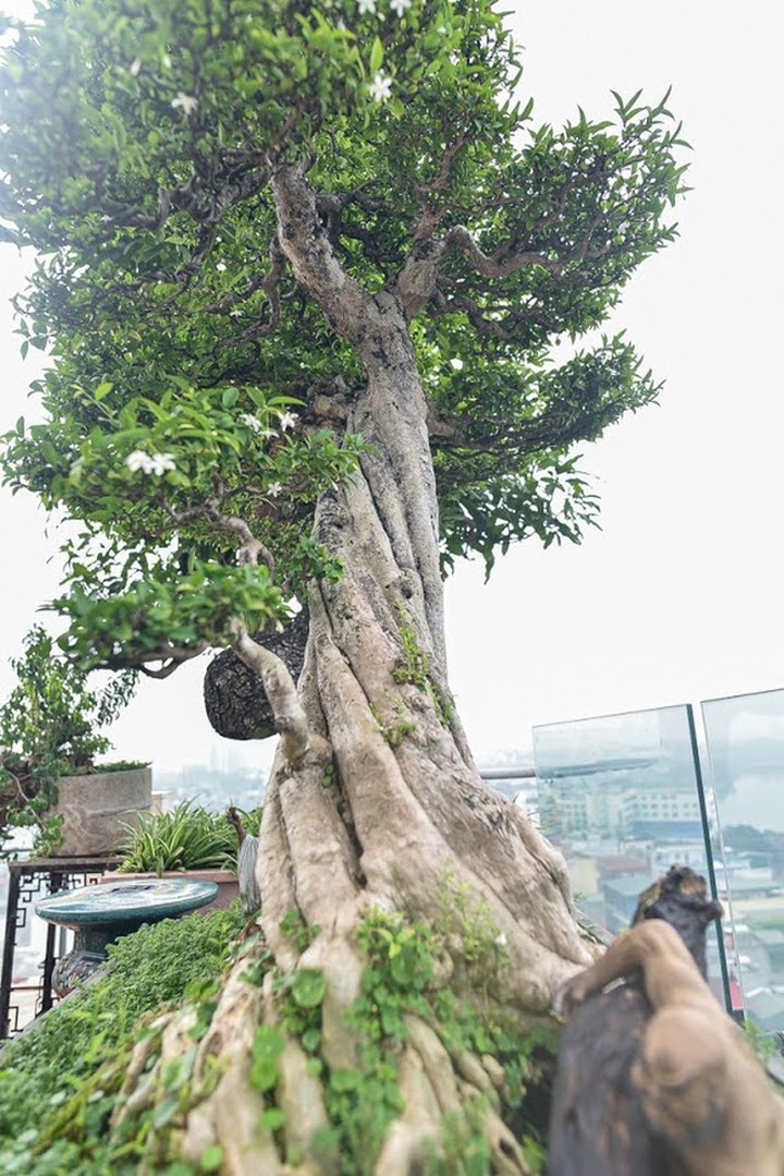 Đã mắt với cây mai chiếu thủy thân vặn xoắn ốc trị giá hàng tỷ đồng - 7