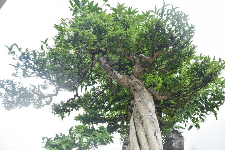 Đã mắt với cây mai chiếu thủy thân vặn xoắn ốc trị giá hàng tỷ đồng - 9