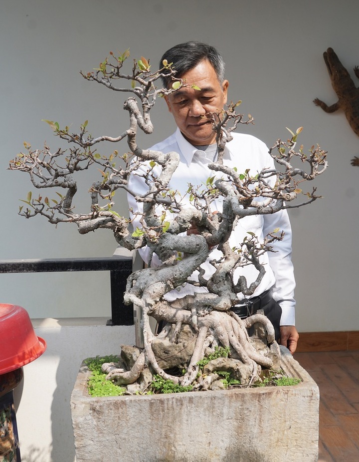 Đại gia chi gần 10 tỷ đồng mua cây cảnh đặt trên sân thượng ngắm mỗi ngày - 12