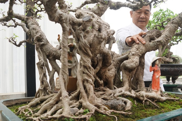 Đại gia chi gần 10 tỷ đồng mua cây cảnh đặt trên sân thượng ngắm mỗi ngày - 4