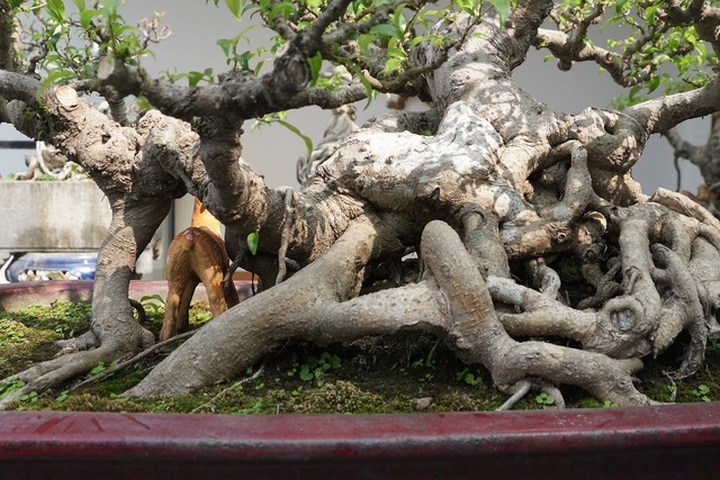 Đại gia chi gần 10 tỷ đồng mua cây cảnh đặt trên sân thượng ngắm mỗi ngày - 6