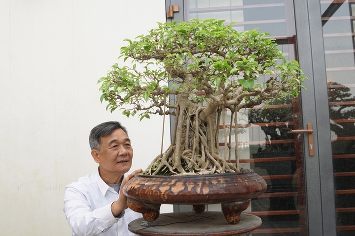 Đại gia chi gần 10 tỷ đồng mua cây cảnh đặt trên sân thượng ngắm mỗi ngày - 8