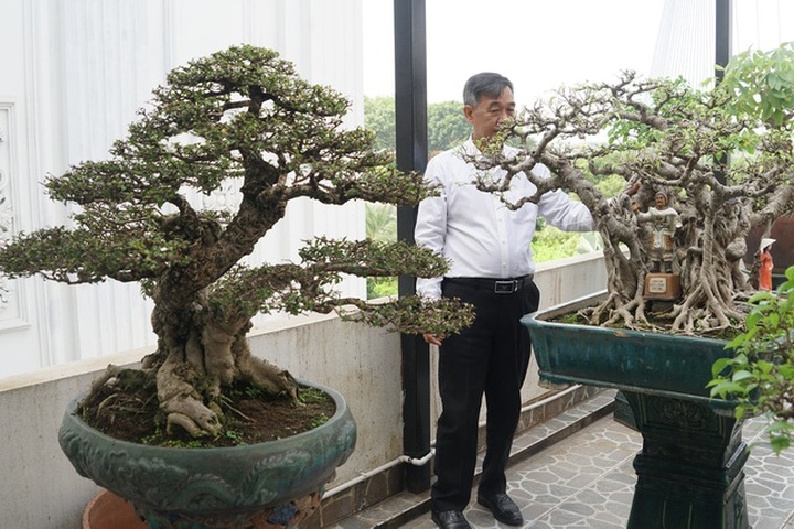 Đại gia chi gần 10 tỷ đồng mua cây cảnh đặt trên sân thượng ngắm mỗi ngày - 9