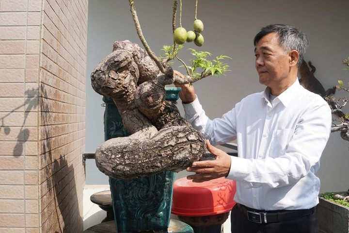 Đại gia chi gần 10 tỷ đồng mua cây cảnh đặt trên sân thượng ngắm mỗi ngày - 10