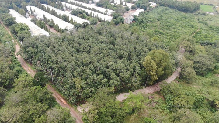 Đại gia chơi lớn, bỏ 30 tỷ đồng mua đất sân bay Long Thành làm nhà vườn - 5