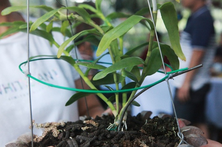 Đại gia Hà Nội chi 5 tỷ đồng mua giỏ lan nhìn như ngọn rau muống - 3