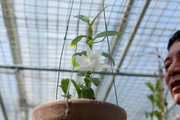 Đại gia Hà Nội nghiện nàng Kiều Phi Yến”, có người trả 800 triệu đồng vẫn không bán - 11