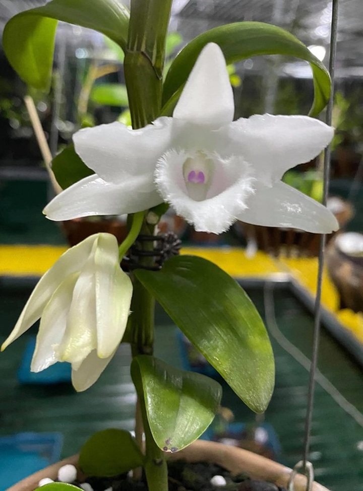 Đại gia Hà Nội nghiện nàng Kiều Phi Yến”, có người trả 800 triệu đồng vẫn không bán - 12