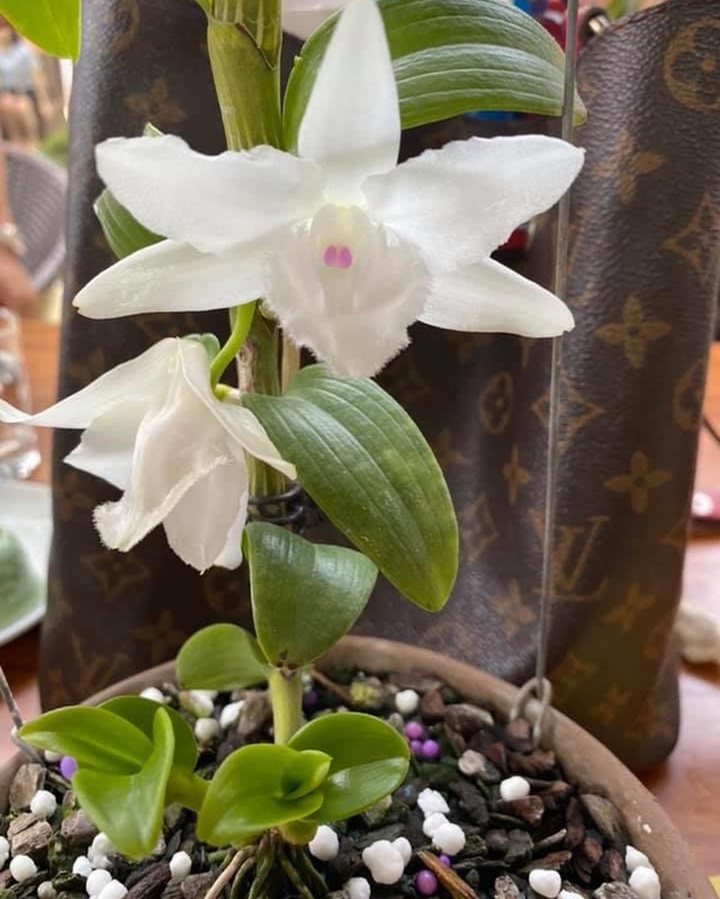 Đại gia Hà Nội nghiện nàng Kiều Phi Yến”, có người trả 800 triệu đồng vẫn không bán - 14