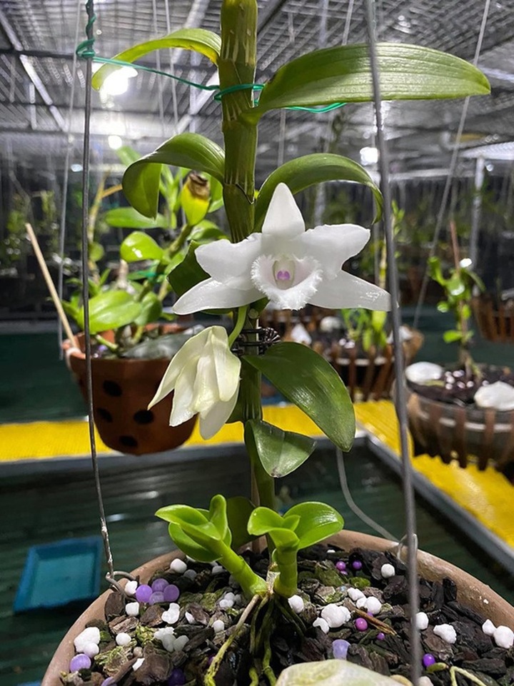 Đại gia Hà Nội nghiện nàng Kiều Phi Yến”, có người trả 800 triệu đồng vẫn không bán - 7