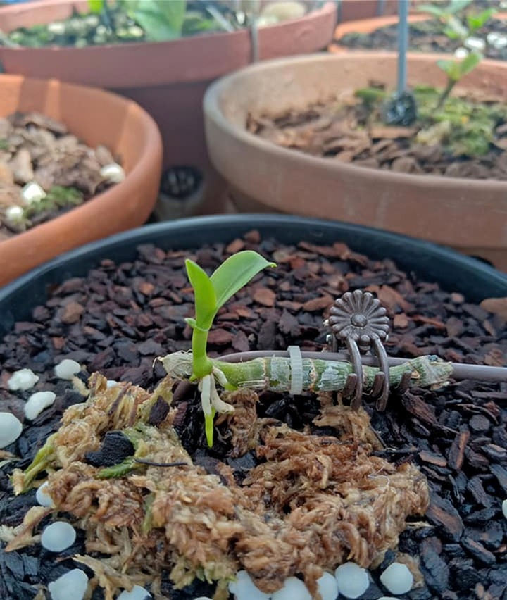 Đại gia Hà Nội nghiện nàng Kiều Phi Yến”, có người trả 800 triệu đồng vẫn không bán - 9