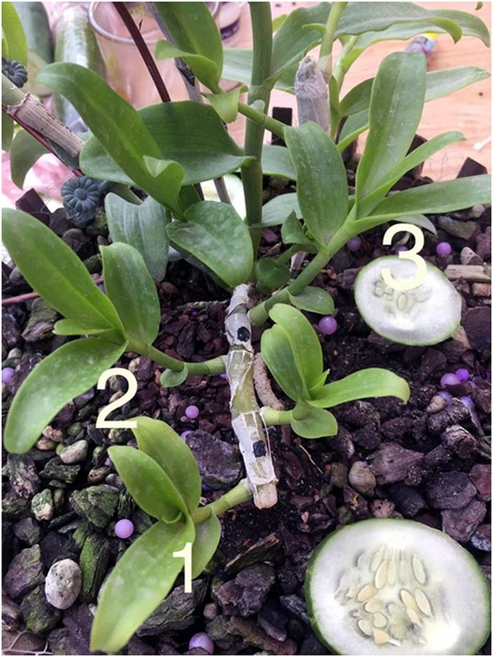 Dân chơi tiết lộ: 5 khác biệt giữa lan var Việt và lan cấy mô Đài Loan - 3