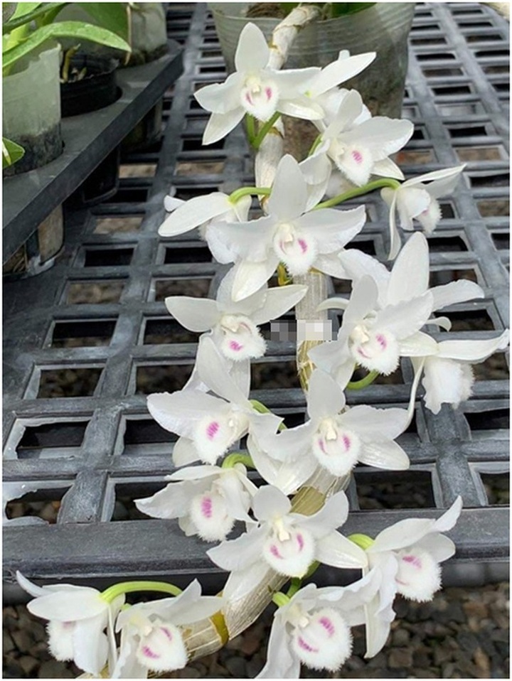 Dân chơi tiết lộ: 5 khác biệt giữa lan var Việt và lan cấy mô Đài Loan - 4